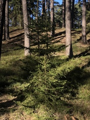 Picea abies