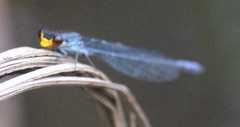 Pseudagrion citricola