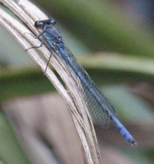 Pseudagrion citricola