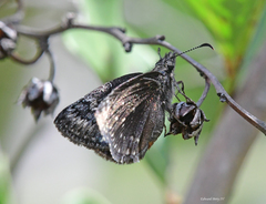 Erynnis brizo brizo