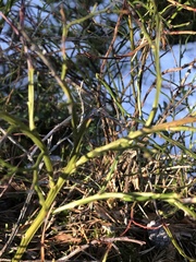 Vaccinium myrtillus