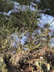 Vaccinium myrtillus