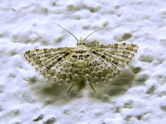 Alucita bidentata