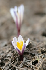 Colchicum kesselringii