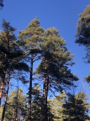 Pinus sylvestris