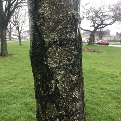 Betula pendula