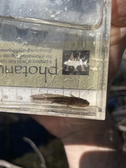 Ambystoma opacum