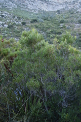 Metrosideros angustifolia