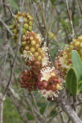 Cussonia thyrsiflora