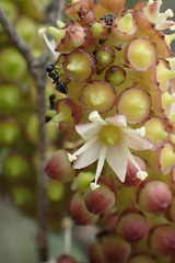 Cussonia thyrsiflora