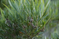 Metrosideros angustifolia