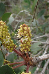 Cussonia thyrsiflora