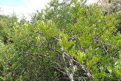 Zanthoxylum davyi