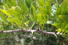 Zanthoxylum davyi