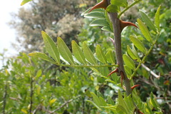 Zanthoxylum davyi