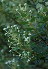 Phylica buxifolia