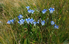 Gentiana kaufmanniana