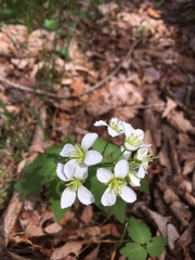 Cardamine diphylla