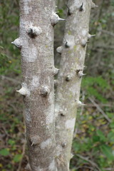 Zanthoxylum davyi
