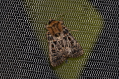 Proteuxoa sanguinipuncta