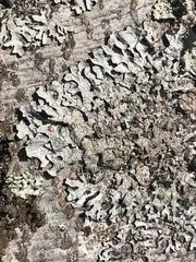Parmelia sulcata