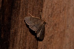 Metasia typhodes