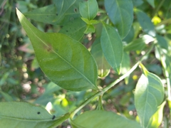 Alternanthera flavescens