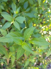 Alternanthera flavescens