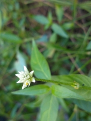 Alternanthera flavescens