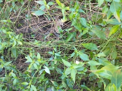 Alternanthera flavescens