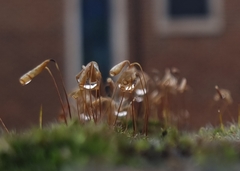 Ptychostomum capillare