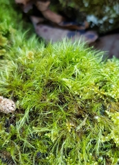 Flexitrichum gracile