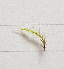 Flexitrichum gracile