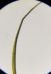 Flexitrichum gracile