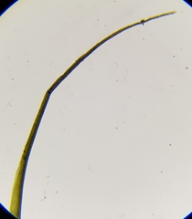 Flexitrichum gracile