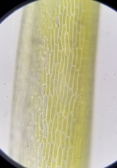 Flexitrichum gracile