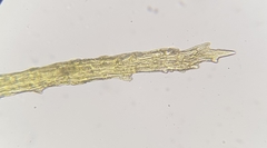 Flexitrichum gracile