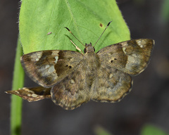 Sarangesa phidyle