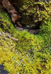 Flexitrichum gracile