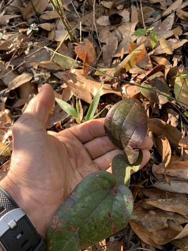 Smilax pumila image