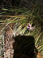 Dianthus pygmaeus