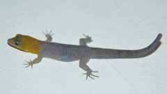 Gonatodes antillensis