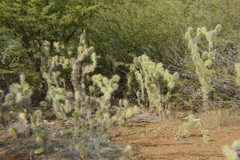 Opuntia caracassana