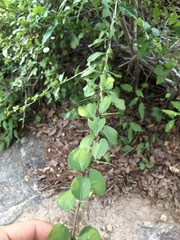 Gymnosporia macrocarpa