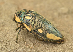Sternocera orissa orissa