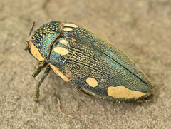 Sternocera orissa orissa
