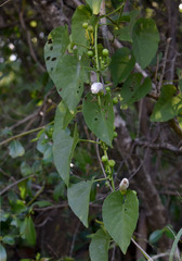 Ipomoea abrupta