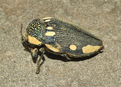 Sternocera orissa orissa