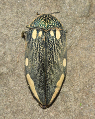 Sternocera orissa orissa