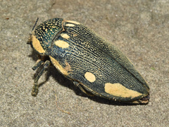 Sternocera orissa orissa